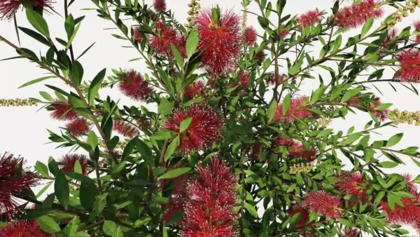 Callistemon-citrinus-rince-bouteille-3D-fleur-top-focus-arbre-plante-fleurs-buisson-vegetaux-studio-l4m-lumion-fbx
