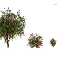 Callistemon-citrinus-rince-bouteille-3D-variantes-arbre-plante-fleurs-buisson-vegetaux-studio-l4m-lumion-fbx