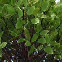 Carpinus-betulus-charme-commun-3D-branchage-arbre-plante-buisson-jardin-taillé-arbuste-vegetaux-studio-l4m-lumion-fbx