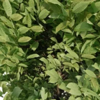 Carpinus-betulus-charme-commun-3D-feuilles-arbre-plante-buisson-jardin-taillé-arbuste-vegetaux-studio-l4m-lumion-fbx