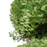 Carpinus-betulus-charme-commun-3D-spiral-arbre-plante-buisson-jardin-taillé-arbuste-vegetaux-studio-l4m-lumion-fbx