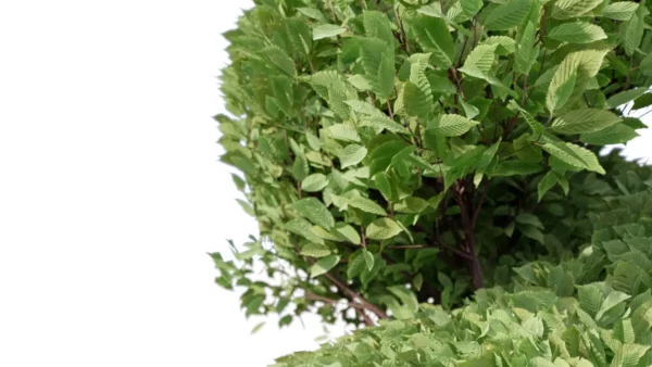 Carpinus-betulus-charme-commun-3D-spiral-arbre-plante-buisson-jardin-taillé-arbuste-vegetaux-studio-l4m-lumion-fbx