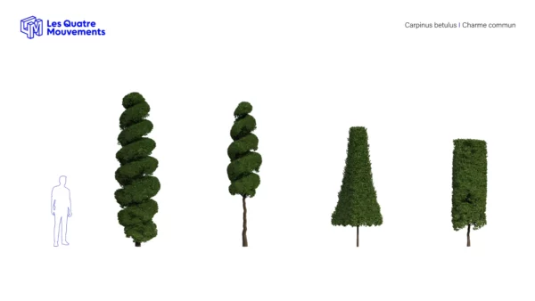 Carpinus-betulus-charme-commun-3D-variantes-arbre-plante-buisson-jardin-taillé-arbuste-vegetaux-studio-l4m-lumion-fbx