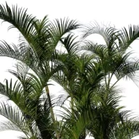 Chrysalidocarpus-lutescens-areaca-palmiste-multipliant-3D-feuillages-arbre-plante-palmier-vegetaux-studio-l4m-lumion-fbx