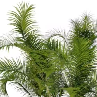 Chrysalidocarpus-lutescens-areaca-palmiste-multipliant-3D-feuillages-top-arbre-plante-palmier-vegetaux-studio-l4m-lumion-f