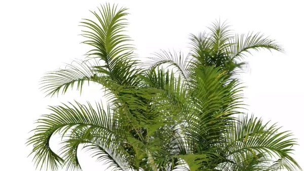 Chrysalidocarpus-lutescens-areaca-palmiste-multipliant-3D-feuillages-top-arbre-plante-palmier-vegetaux-studio-l4m-lumion-f