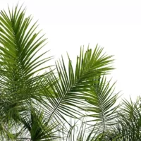 Chrysalidocarpus-lutescens-areaca-palmiste-multipliant-3D-feuille-arbre-plante-palmier-vegetaux-studio-l4m-lumion-fbx