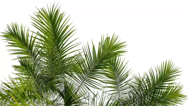Chrysalidocarpus-lutescens-areaca-palmiste-multipliant-3D-feuille-arbre-plante-palmier-vegetaux-studio-l4m-lumion-fbx