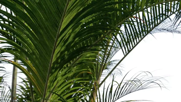 Chrysalidocarpus-lutescens-areaca-palmiste-multipliant-3D-feuilles-arbre-plante-palmier-vegetaux-studio-l4m-lumion-fbx