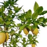 Citrus-limon-citronnier-3D-branchage-arbre-fruitier-arbuste-plante-citron-fruit-vegetaux-studio-l4m-lumion-fbx