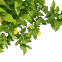 Citrus-limon-citronnier-3D-branchage-top-arbre-fruitier-arbuste-plante-citron-fruit-vegetaux-studio-l4m-lumion-fbx
