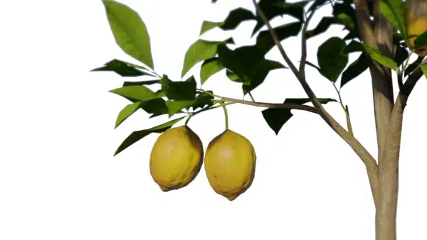 Citrus-limon-citronnier-3D-citron-jaune-arbre-fruitier-arbuste-plante-citron-fruit-vegetaux-studio-l4m-lumion-fbx
