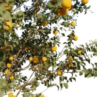 Citrus-sinensis-oranger-3D-branches-arbre-fruitier-arbuste-plante-orange-fruit-vegetaux-studio-l4m-lumion-fbx