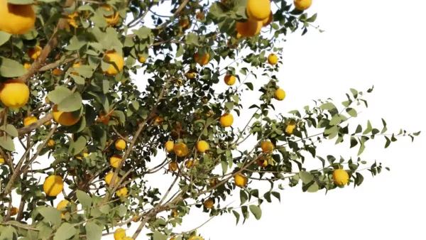 Citrus-sinensis-oranger-3D-branches-arbre-fruitier-arbuste-plante-orange-fruit-vegetaux-studio-l4m-lumion-fbx