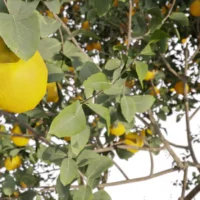 Citrus-sinensis-oranger-3D-feuillage-arbre-fruitier-arbuste-plante-orange-fruit-vegetaux-studio-l4m-lumion-fbx