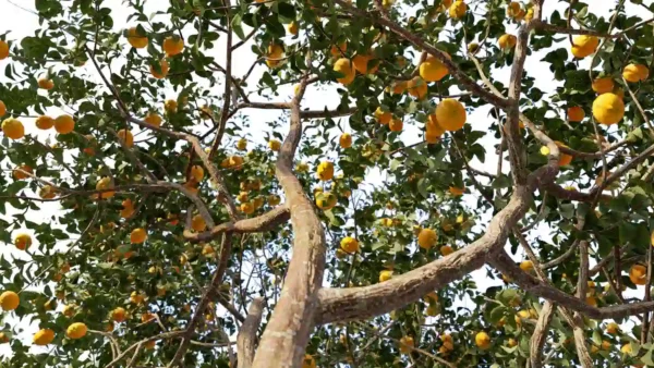 Citrus-sinensis-oranger-3D-tronc-arbre-fruitier-arbuste-plante-orange-fruit-vegetaux-studio-l4m-lumion-fbx