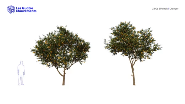 Citrus-sinensis-oranger-3D-variantes-arbre-fruitier-arbuste-plante-orange-fruit-vegetaux-studio-l4m-lumion-fbx