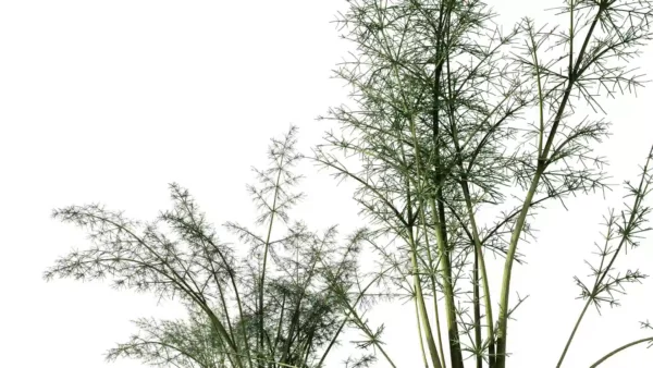 Foeniculum-vulgare-fenouil-commun-3D-branches-feuilles-plante-aromate-vegetaux-légume-studio-l4m-lumion-fbx
