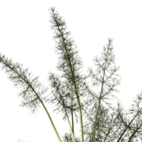Foeniculum-vulgare-fenouil-commun-3D-feuilles-plante-aromate-vegetaux-légume-studio-l4m-lumion-fbx