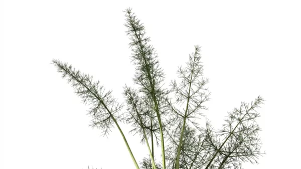 Foeniculum-vulgare-fenouil-commun-3D-feuilles-plante-aromate-vegetaux-légume-studio-l4m-lumion-fbx