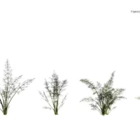 Foeniculum-vulgare-fenouil-commun-3D-variantes-plante-aromate-vegetaux-légume-studio-l4m-lumion-fbx