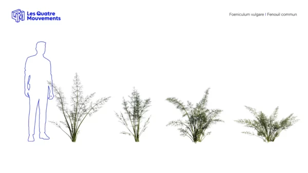 Foeniculum-vulgare-fenouil-commun-3D-variantes-plante-aromate-vegetaux-légume-studio-l4m-lumion-fbx