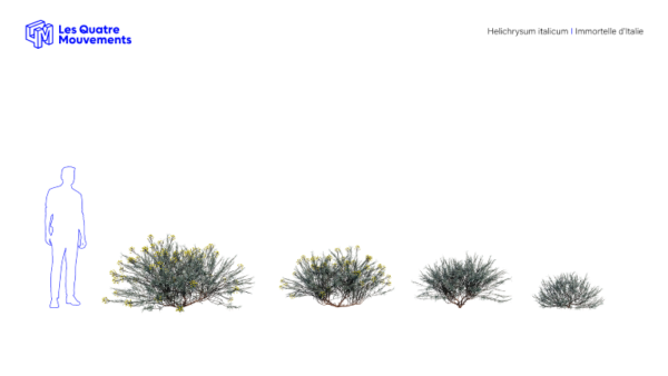 Modèles-3D-Helichrysum-Italicum-BOOK