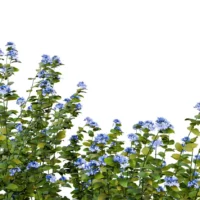 PLUMBAGO-AURICULATA-3D-plante-vegetaux-Dentelaire-du-Cap-branches-studio-l4m-lumion-fbx