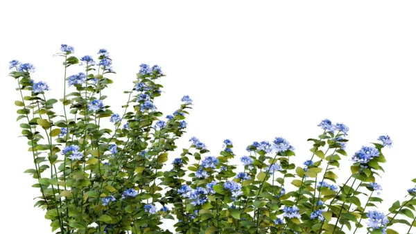 PLUMBAGO-AURICULATA-3D-plante-vegetaux-Dentelaire-du-Cap-branches-studio-l4m-lumion-fbx