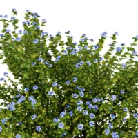 PLUMBAGO-AURICULATA-3D-plante-vegetaux-Dentelaire-du-Cap-ensemble-studio-l4m-lumion-fbx