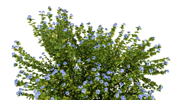 PLUMBAGO-AURICULATA-3D-plante-vegetaux-Dentelaire-du-Cap-ensemble-studio-l4m-lumion-fbx