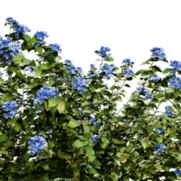 PLUMBAGO-AURICULATA-3D-plante-vegetaux-Dentelaire-du-Cap-feuilles-studio-l4m-lumion-fbx