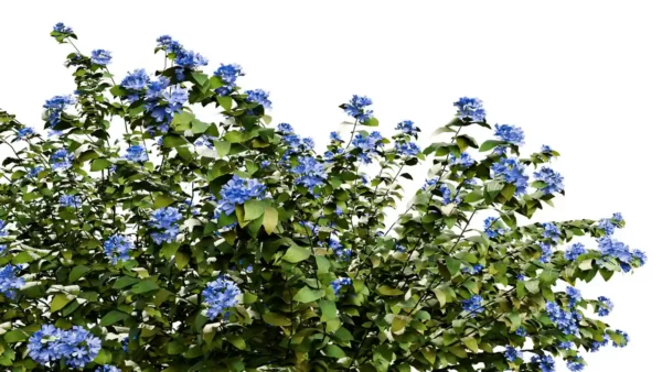 PLUMBAGO-AURICULATA-3D-plante-vegetaux-Dentelaire-du-Cap-feuilles-studio-l4m-lumion-fbx