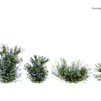 PLUMBAGO-AURICULATA-3D-plante-vegetaux-Dentelaire-du-Cap-tailles-studio-l4m-lumion-fbx