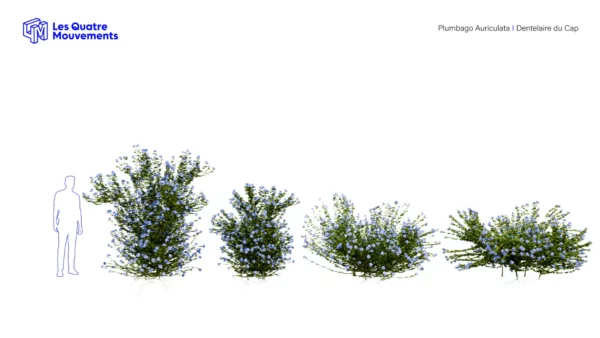 PLUMBAGO-AURICULATA-3D-plante-vegetaux-Dentelaire-du-Cap-tailles-studio-l4m-lumion-fbx