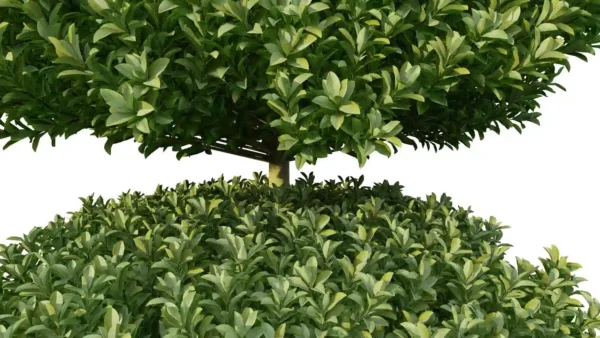 euonymus-japonicus-fusain-du-Japon-3D-boules-arbre-plante-buisson-jardin-taillé-arbuste-vegetaux-studio-l4m-lumion-fbx