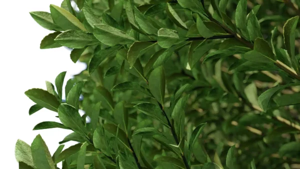 euonymus-japonicus-fusain-du-Japon-3D-feuille-arbre-plante-buisson-jardin-taillé-arbuste-vegetaux-studio-l4m-lumion-fb