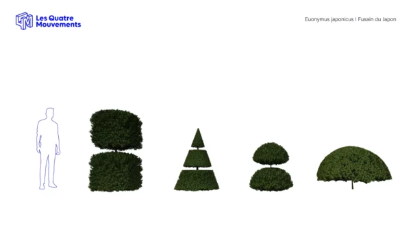 euonymus-japonicus-fusain-du-Japon-3D-variantes-arbre-plante-buisson-jardin-taillé-arbuste-vegetaux-studio-l4m-lumion-