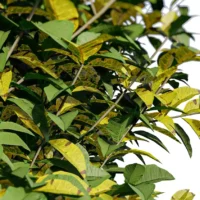 Ligustrum-vulgare-troene-commun-3D-branchage-feuille-jaune-plante-buisson-taillé-jardin-vegetaux-studio-l4m-lumion-fbx