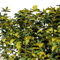 Ligustrum-vulgare-troene-commun-3D-branches-plante-feuille-jaune-buisson-taillé-jardin-vegetaux-studio-l4m-lumion-fbx