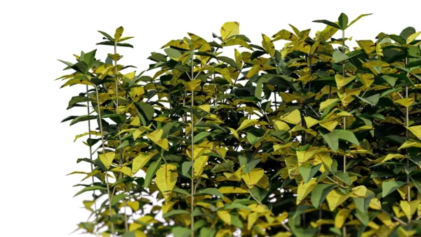 Ligustrum-vulgare-troene-commun-3D-branches-plante-feuille-jaune-buisson-taillé-jardin-vegetaux-studio-l4m-lumion-fbx
