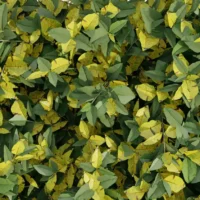 Ligustrum-vulgare-troene-commun-3D-feuillage-plante-feuille-jaune-buisson-taillé-jardin-vegetaux-studio-l4m-lumion-fbx