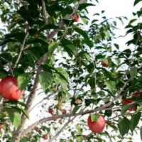Malus-pumila-commun-pommier-3D-branches-plante-arbre-fruit-pomme-vegetaux-studio-l4m-lumion-fbx