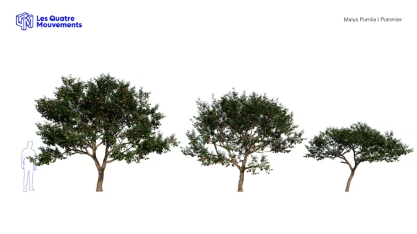 Malus-pumila-commun-pommier-3D-variantes-plante-arbre-fruit-pomme-vegetaux-studio-l4m-lumion-fbx
