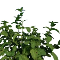 Mentha-arvensis-Menthe-des-champs-3D-feuilles-plante-aromate-vegetaux-studio-l4m-lumion-fbx
