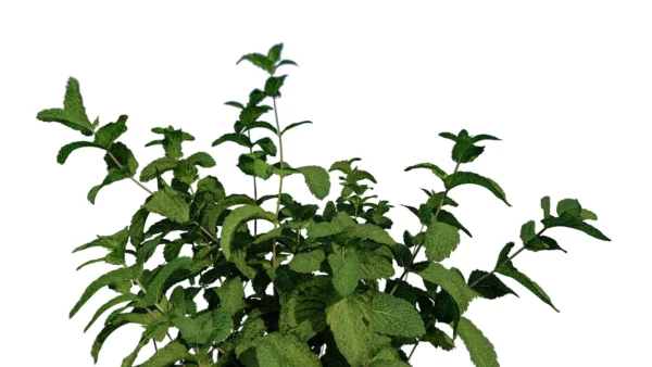 Mentha-arvensis-Menthe-des-champs-3D-feuilles-plante-aromate-vegetaux-studio-l4m-lumion-fbx