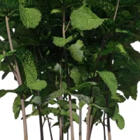 Mentha-arvensis-Menthe-des-champs-3D-racine-plante-aromate-vegetaux-studio-l4m-lumion-fbx