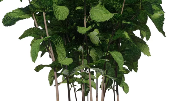 Mentha-arvensis-Menthe-des-champs-3D-racine-plante-aromate-vegetaux-studio-l4m-lumion-fbx