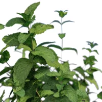 Mentha-arvensis-Menthe-des-champs-3D-tige-plante-aromate-vegetaux-studio-l4m-lumion-fbx