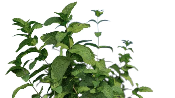 Mentha-arvensis-Menthe-des-champs-3D-tige-plante-aromate-vegetaux-studio-l4m-lumion-fbx